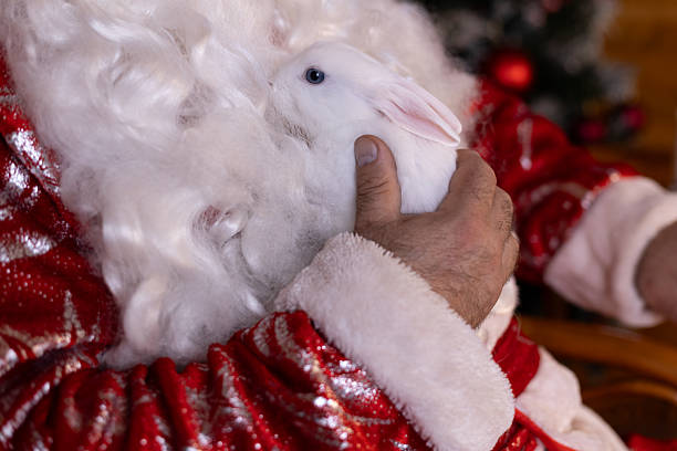 Santa gently cradles a fluffy white rabbit against his warm