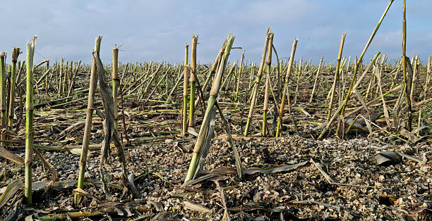 istock Mown corn field under blue sky and white clouds 2244790187