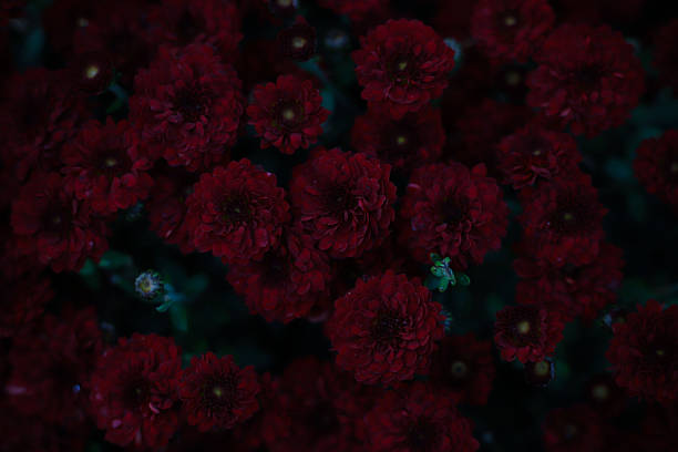 burgundy chrysanthemums on a dark green background