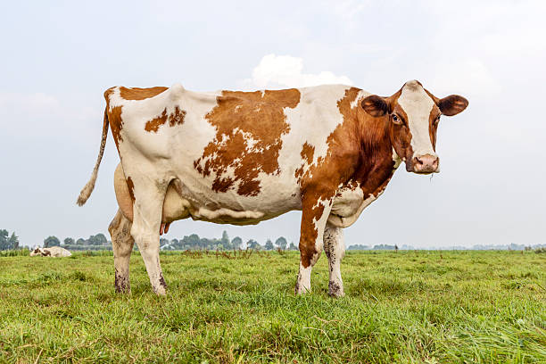istock Cow full length side view, standing milk cattle red and white 2244794322