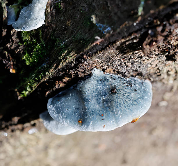 Bracket 1-6cm across, 1-4cm wide, 0,3-1cm thick, single or in overlapping groups, semicircular; upper surface covered with fine long hairs, whitish, gray-blue to blue.Tubes 0,5-4,5mm long, white later gray-blue. Pores 3-4 per mm circular, white at first, more gray-blue with age.Habitat: on dead conifers, especially SpruceSeason: All year, annualDistribution : Occasional in EuropeThis is a quite common Species in the Netherlands (Eastern Part and Coast Areas).