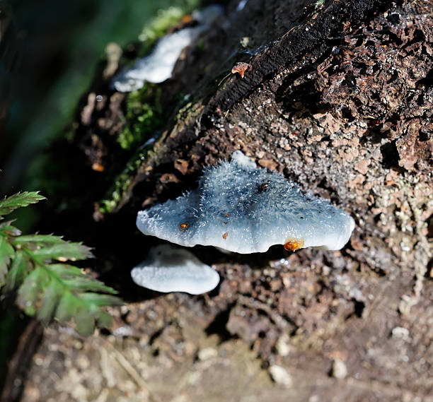 Bracket 1-6cm across, 1-4cm wide, 0,3-1cm thick, single or in overlapping groups, semicircular; upper surface covered with fine long hairs, whitish, gray-blue to blue.Tubes 0,5-4,5mm long, white later gray-blue. Pores 3-4 per mm circular, white at first, more gray-blue with age.Habitat: on dead conifers, especially SpruceSeason: All year, annualDistribution : Occasional in EuropeThis is a quite common Species in the Netherlands (Eastern Part and Coast Areas).