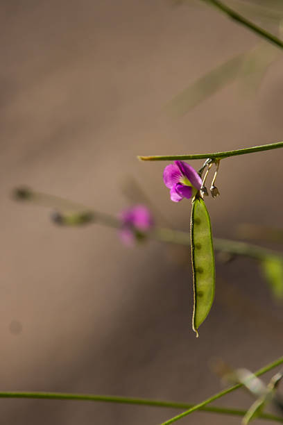 A purple wildflower and seed pod of Goats Rue. Photographed in the Fish River Canyon in Namibia