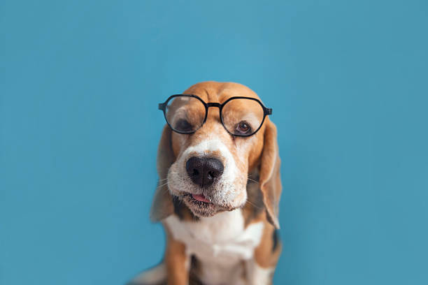 istock Funny face of a beagle dog 2244794414