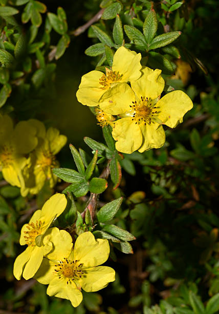 istock Shrubby cinquefoil, Dasiphora fruticosa. 2244794718