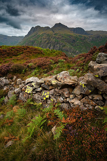 Dramatic clouds over Lake District mountain Langdale Pikes with dry stone wall in foreground filled with Heather.