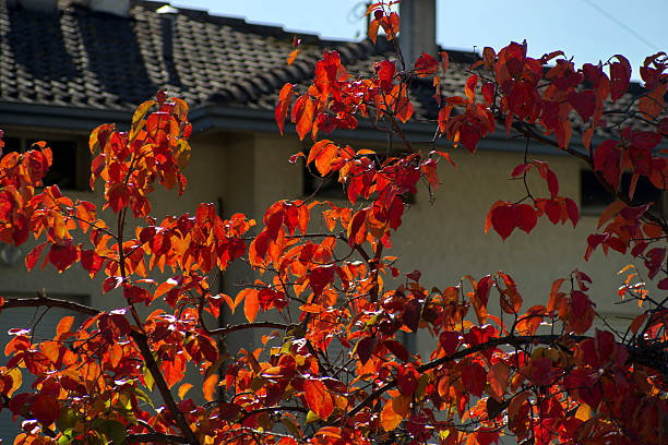 detail of some persimmon branches with red leaves