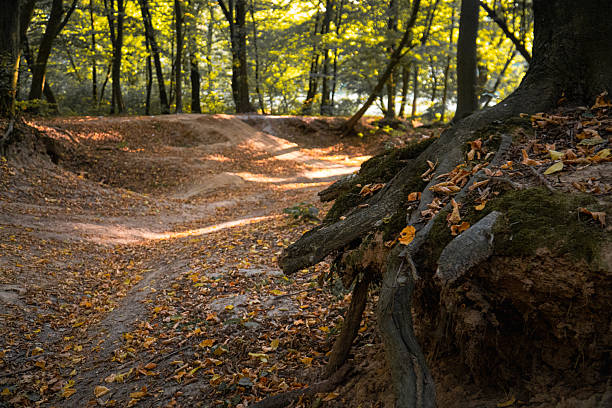 Eroded Dirt Trail Through a Sunny Autumn Forest