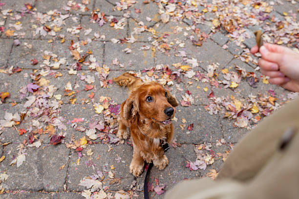 Portrait of adorable mixed breed puppy on first duty watching the enemies.