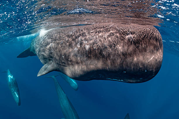 istock Sperm whales (Physeter macrocephalus) Southern Indian ocean (Mauritius) 2244800108