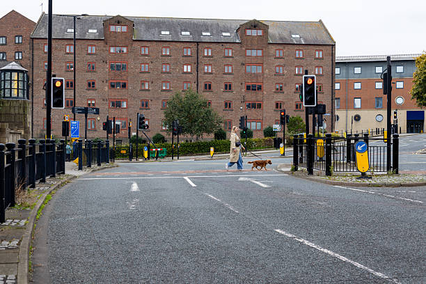 A wide shot of a woman walking her dog across a pedestrian crossing in an urban city. She is wearing casual office attire. The cocker spaniel is being walked on a black pet leash. The woman is walking her dog while on her commute work.Videos are available similar to this scenario.