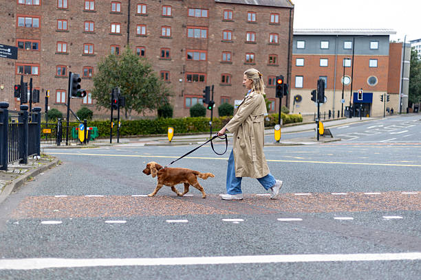 istock Walking Across Crossing with Dog 2244800260