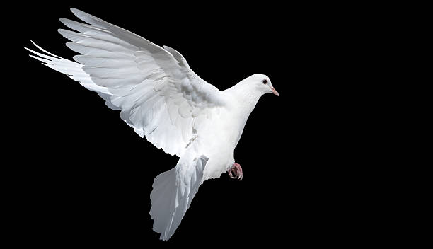 istock Single white dove (pigeon) in flight with fully spread wings, isolated on a black background. Symbol of peace and freedom 2244800404