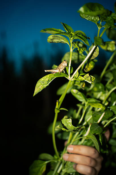A person is holding a fresh basil plant in a garden at night. A grasshopper sits on one of the leaves, illuminated by direct flash. The scene captures a peaceful moment in nature.