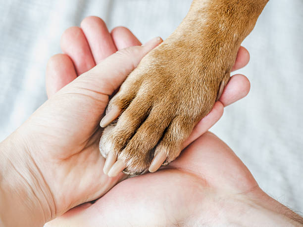 istock Dog's paw and human hands. View from above 2244801567