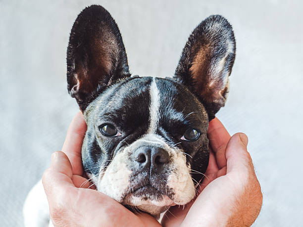 istock Human hands and a cute puppy. Studio shot 2244801574