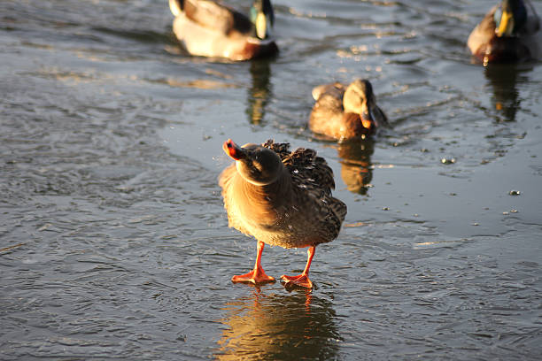 A female mallard duck shaking it all of