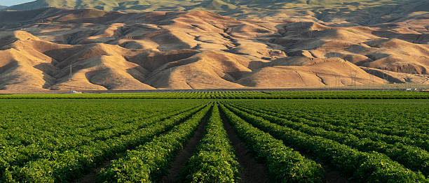 istock Rows of Crops and Golden Hills 2244805270