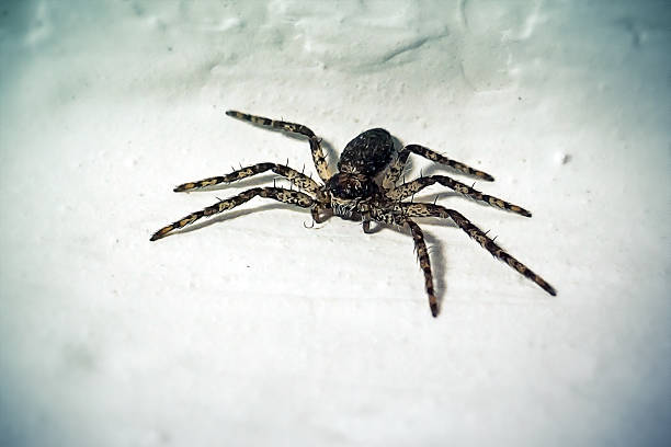 Philodromus margaritatus Philodromid Crab Spider. Digitally Enhanced Photograph.