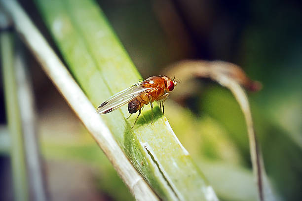 Flies on wild plants, North China