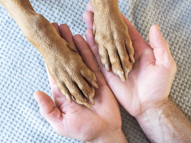 istock Dog's paws and human hands. View from above 2244806720