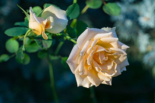 Two pale orange roses Versilia in bloom, one fully open with layered petals and another partially unfurled, set against blurred green foliage background