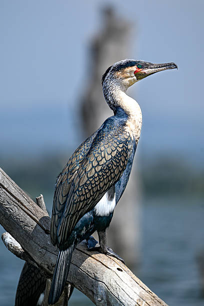 A great cormorant (Phalacrocorax carbo) perched on a branch near the waters of Lake Naivasha, Kenya.