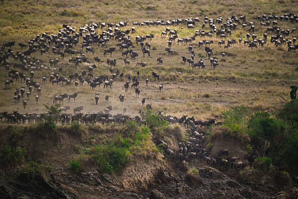 istock Wildebeest migration crossing Mara River, Masai Mara National Reserve, Kenya 2244807928