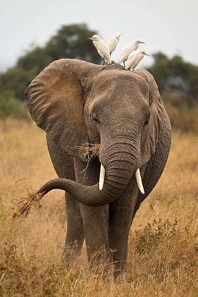 istock African elephant with egrets on its back in Amboseli National Park, Kenya 2244807958