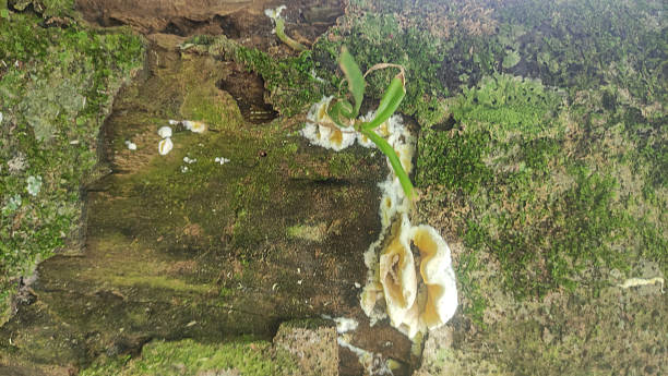 istock Mossy Log with Fungi and Sprout in Forest 2244808528