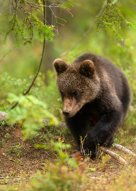 istock Young brown bear walking through dense green vegetation in a boreal forest 2244809235