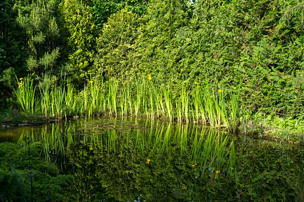 Serene pond surrounded by lush greenery and tall grasses, with dense foliage in the background reflecting on calm water surface