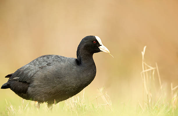istock Portrait of a Eurasian Coot standing in grass 2244809402