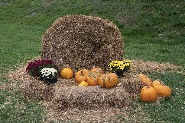 Hay bales form a rustic backdrop for an arrangement of pumpkins and chrysanthemums. The pumpkins, in varying sizes and orange tones, are placed on the hay. Pots with red, white, and yellow chrysanthemums (Chrysanthemum morifolium) add color to the scene. The setting is outdoors on green grass, suggesting a fall harvest theme typical of countryside decor.