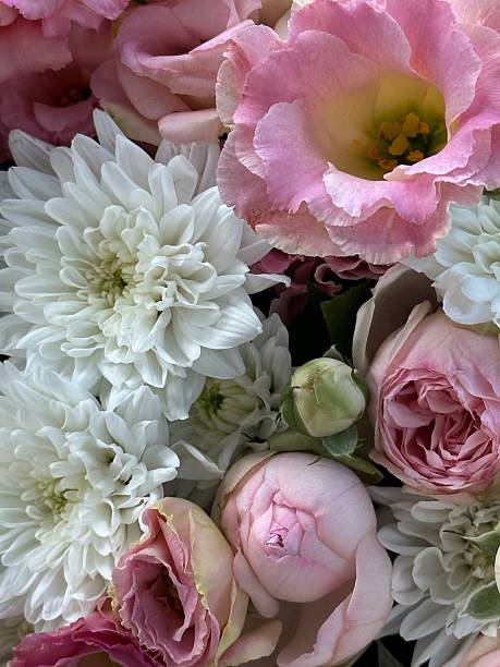 Beautiful Colorful Fresh Blooming Flowers