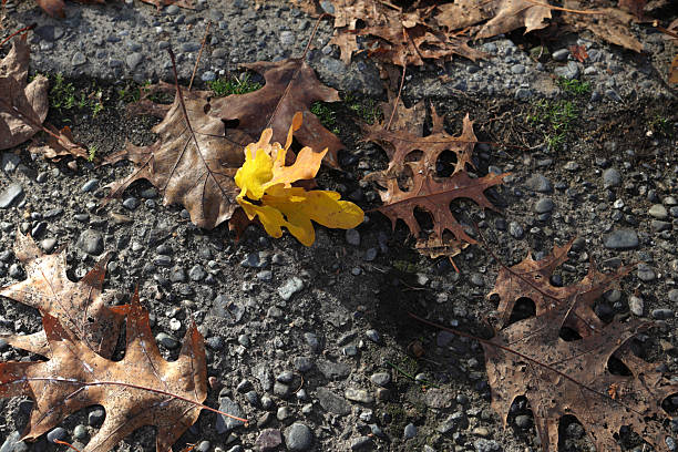 High angle view of yellow oak leaves with brown oak leaves fallen on a sidewalk in the Fleetwood-Tynehead neighbourhood of Surrey. Autumn afternoon with strong side light.