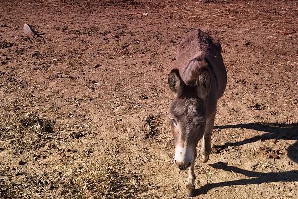Animals in the enclosure of the farm, sunny day