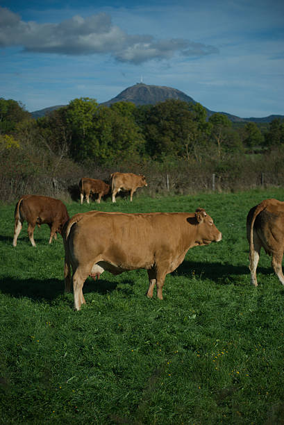 Troupeau de vaches de races Salers et Aubrac dans leur pré, devant le volcan du Puy-de-Dome