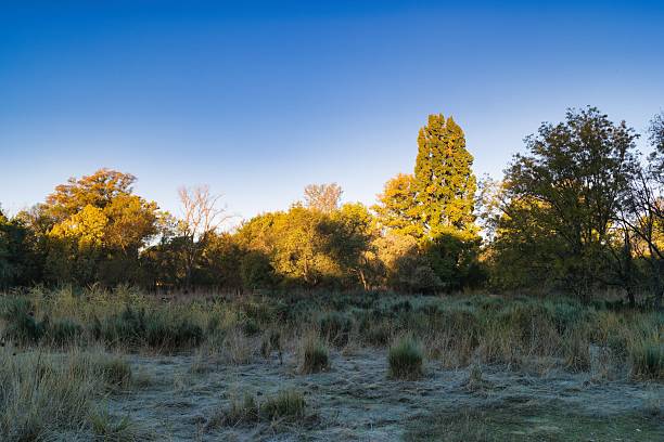 Warm sunlight casts a glow over the peaceful landscape filled with tall grasses and trees as dawn breaks, creating a calm atmosphere in the early morning.