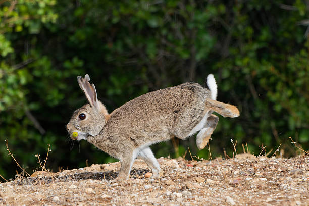 European rabbit running with an acorn in its mouth