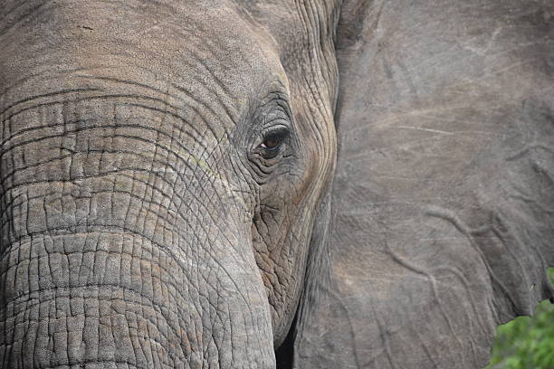 istock Up Close View of African Elephant 2244811620