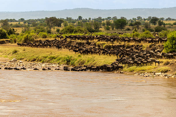 istock Blue wildebeest (Connochaetes taurinus) herd plunges into the Mara River during the Great Migration river crossing in Serengeti National Park 2244811722