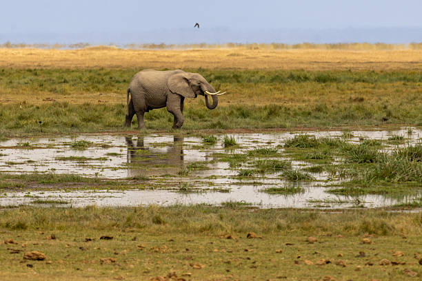 African bush elephant (Loxodonta africana) bull walking through a marshy spring in Amboseli National Park Kenya