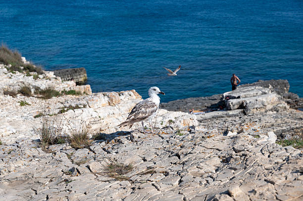 A seagull sits on a rock with sea, bathers and blue sky