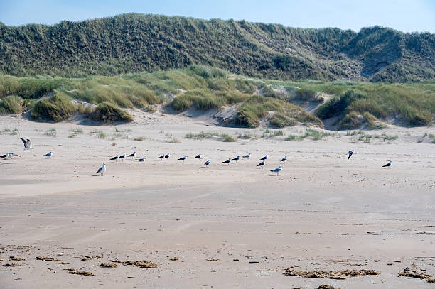 istock Many seagulls on the sandy beach in front of the dunes 2244812974