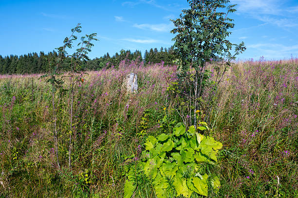Blooming willowherb (Epilobium angustifolium) on a green meadow
