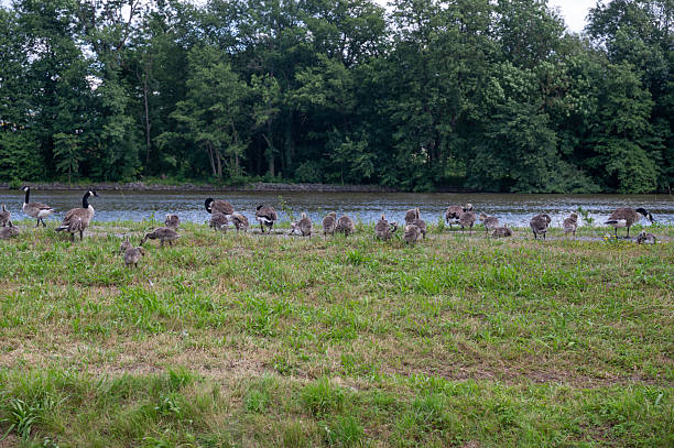 istock Many geese on the river bank 2244813509