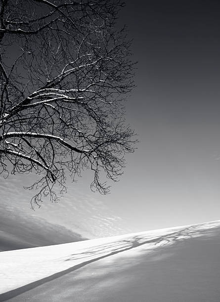 A lonely tree stands in a snowy field against the background of the sun, a pine tree casts a shadow on the snow, a cold winter day. High quality photo