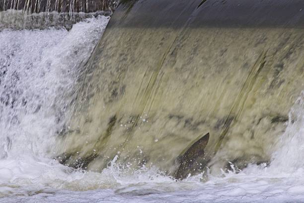 istock Fish swimming upstream in a waterfall 2244813638