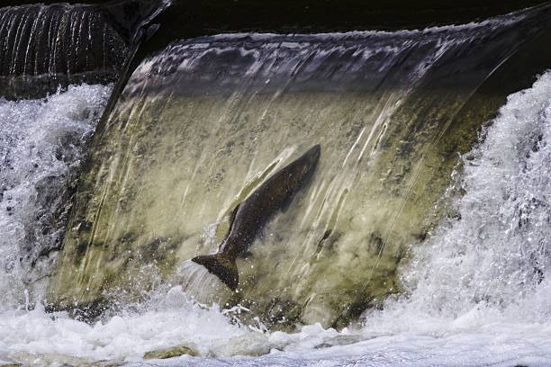 istock Salmon jumping over waterfall in natural habitat 2244813734
